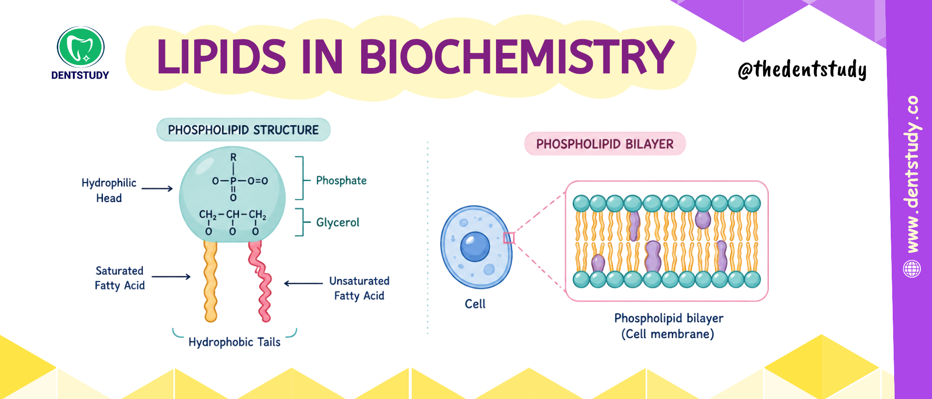 LEARN LIPIDS THE EASY WAY - SOLVED QUESTION AND ANSWER