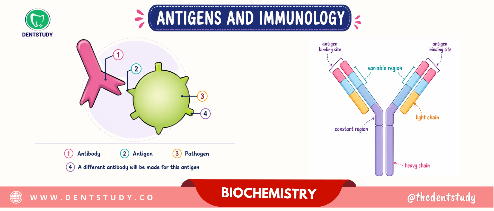 IMPORTANT IMMUNOGLOBULIN - SOLVED Question & Answer
