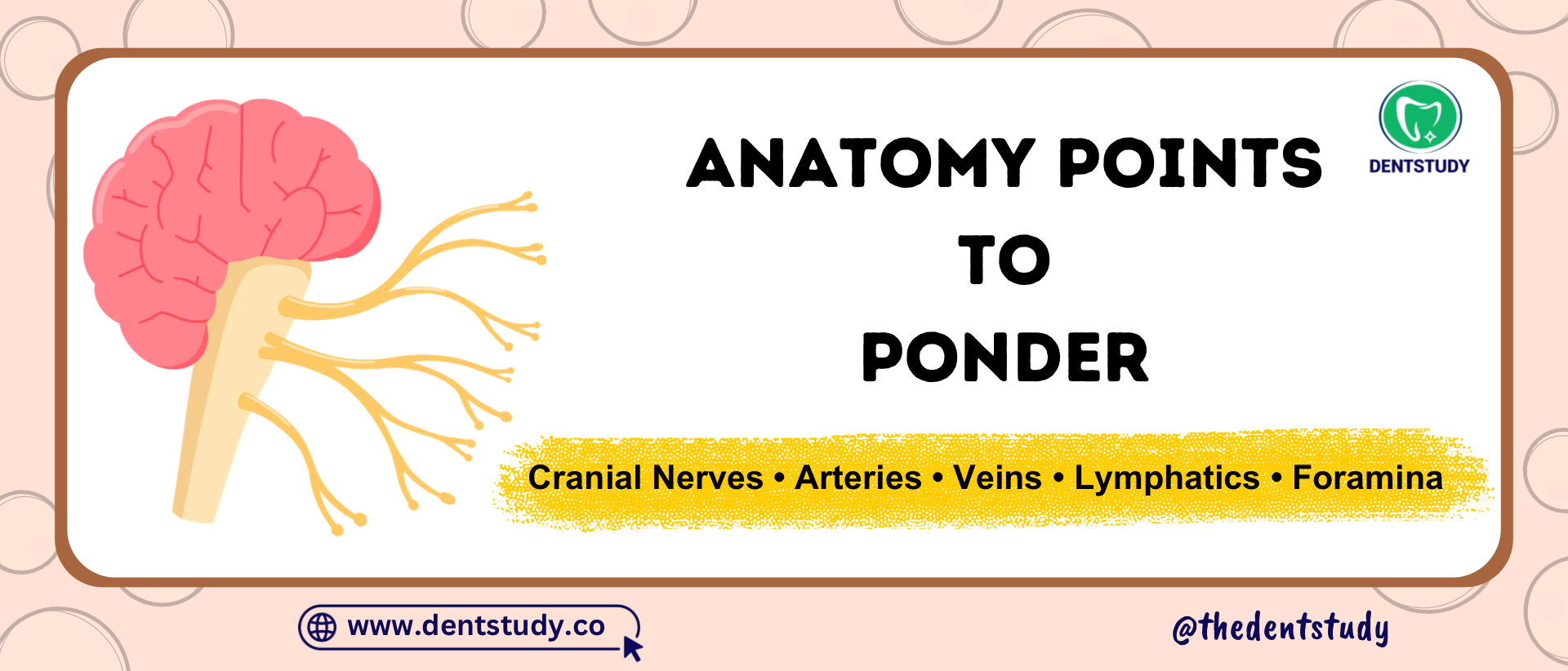 Human Anatomy Points to Ponder: High-Yield Cranial Nerve & Head and Neck Facts
