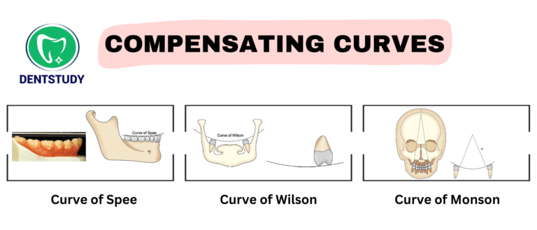 PROSTHODONTICS VIVA QUESTIONS