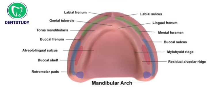 ANATOMICAL LANDMARKS FOR MANDIBULAR ARCH